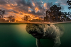 "Morning Rendezvouz" One of my most popular manatee images.  Read more about it at: http://www.firefallphotography.com/perceptions/