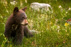 "Mr. Bear, Meet Miss Butterfly"