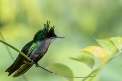 ' Out on a limb...'    Antillean Crested Hummingbird photographed in St. Lucia