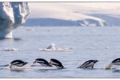 "Porpoising Penguin Parade"