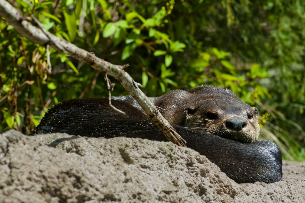 Photo of Otter at Central Florida Zoo  Photo tips