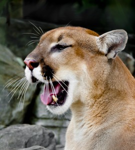 photo of Mountain Lion at Central Florida Zoo  Central Florida photo locations guide photo tips