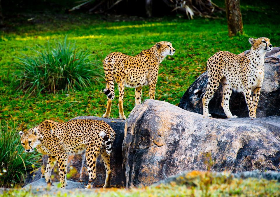 Photo tips for great photos at Animal Kingdom Photo tips for great photos at Animal Kingdom