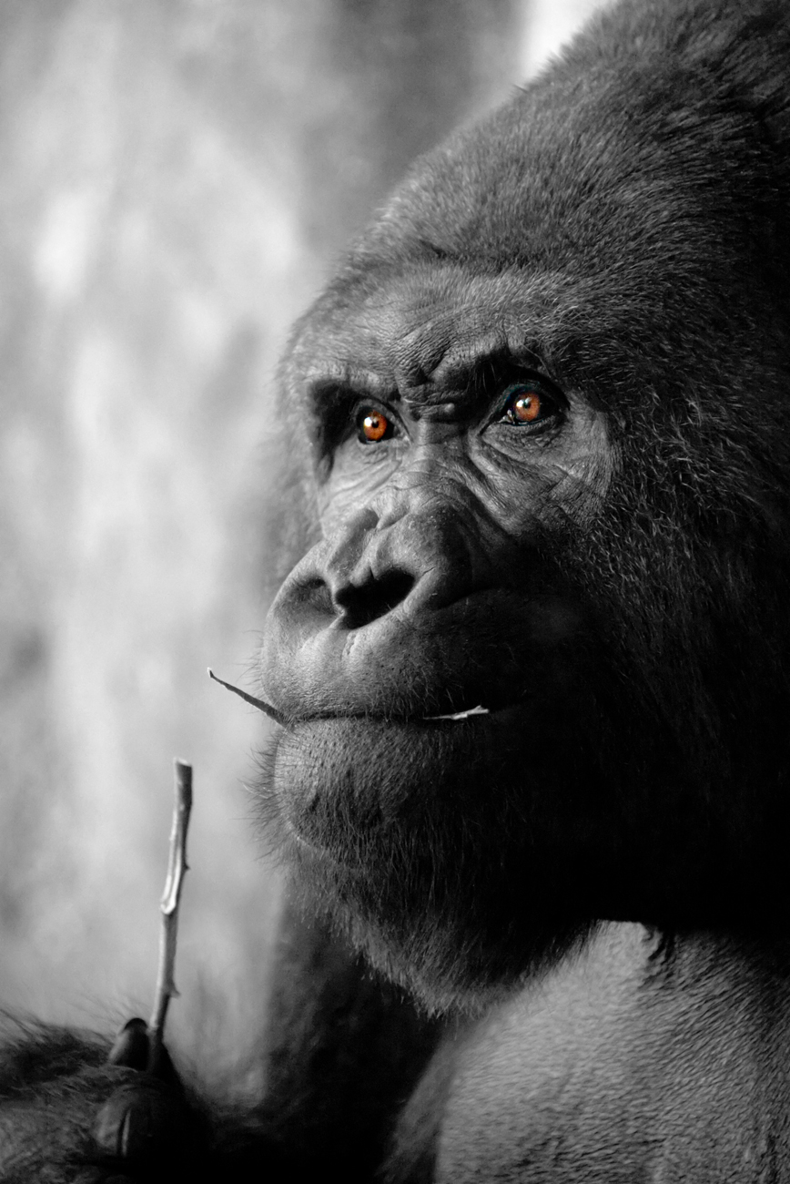 Gorilla on Pangani Trail at Wild Kingdom/ Nikon 800E 300mm 400 ISO 1/500sec f/5.6