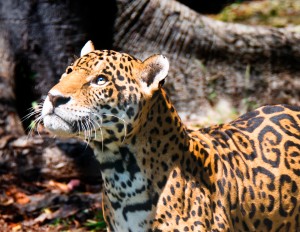 Jaguar at Xcaret Park in Cozumel Cancun Mexico