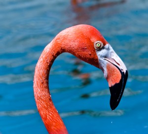 Flamingo at Xcaret Park in Cozumel Cancun Mexico