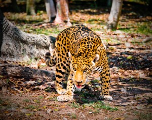 Jaguar at Xcaret Park in Cozumel Cancun Mexico