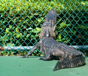 Gator trapped in neighborhood Basketball court in Florida