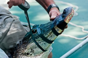 Florida Alligator Trapper removed gator from neighborhood basketball court