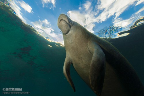 Manatee Photography: Tips and Guide