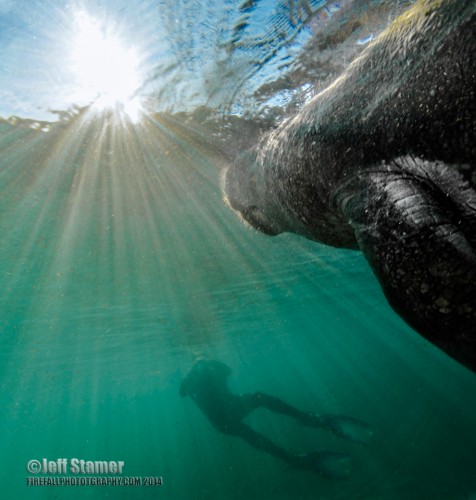 2014 Manatee Photography: Tips and Suggestions