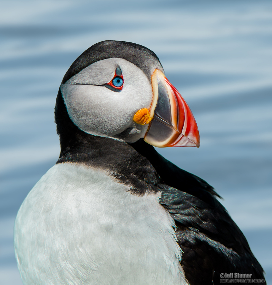 seal island puffin tours