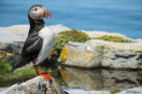 Peaking at Puffins:  Tips for Puffin Photo Tours on Machias Seal Island