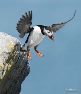 Peaking at Puffins:  Tips for Puffin Photo Tours on Machias Seal Island