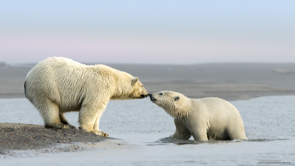 The Bears of Kaktovik:  Polar Bear Photography Tips & Tour Recap