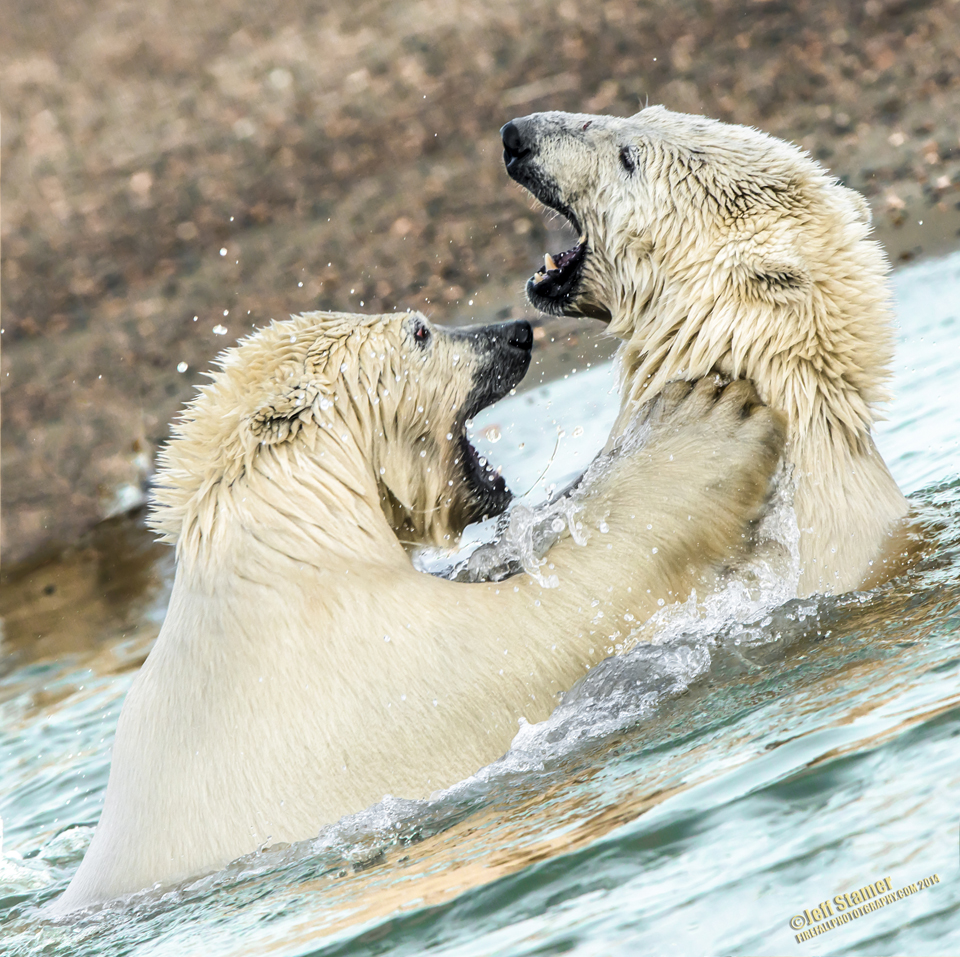 These two sibling cubs were engaged in a good-natured rumble! 