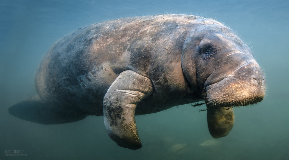 You can get great photos of manatees with a few photo tips