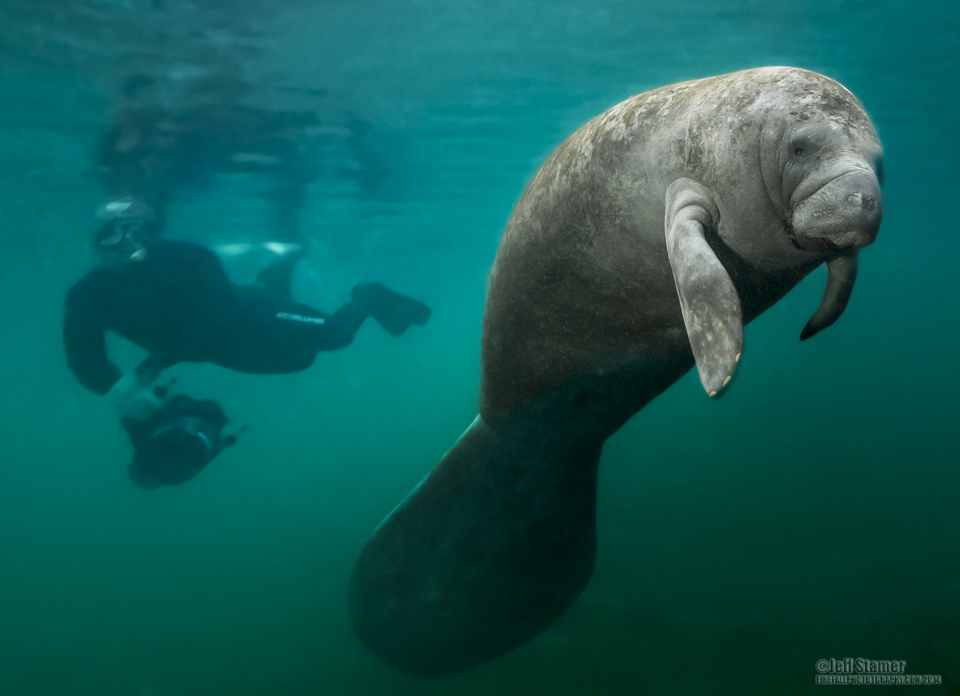 Photo Tips: Guide of How to get Great Photos of Manatees at Crystal River