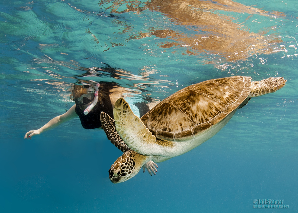 Busting the Turtle Jinx:  Photographing Caribbean Sea Turtles