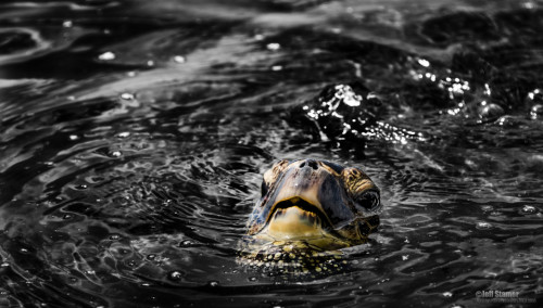Busting the Turtle Jinx:  Photographing Caribbean Sea Turtles