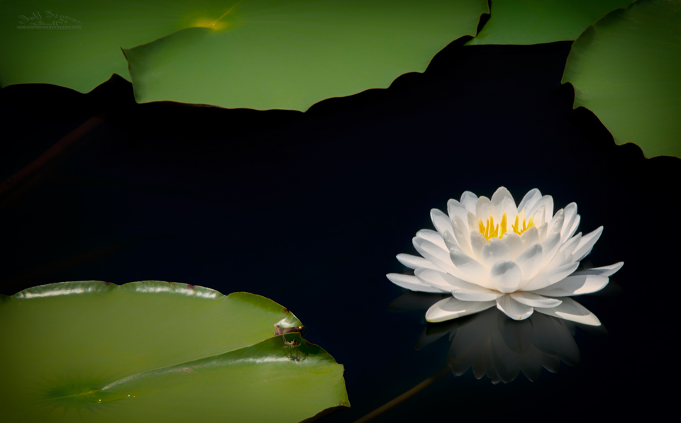 Monet water lily photography