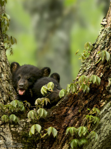 Black Bear Cub Photography