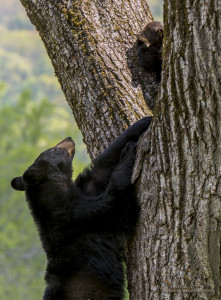 Black Bear Cub Photography