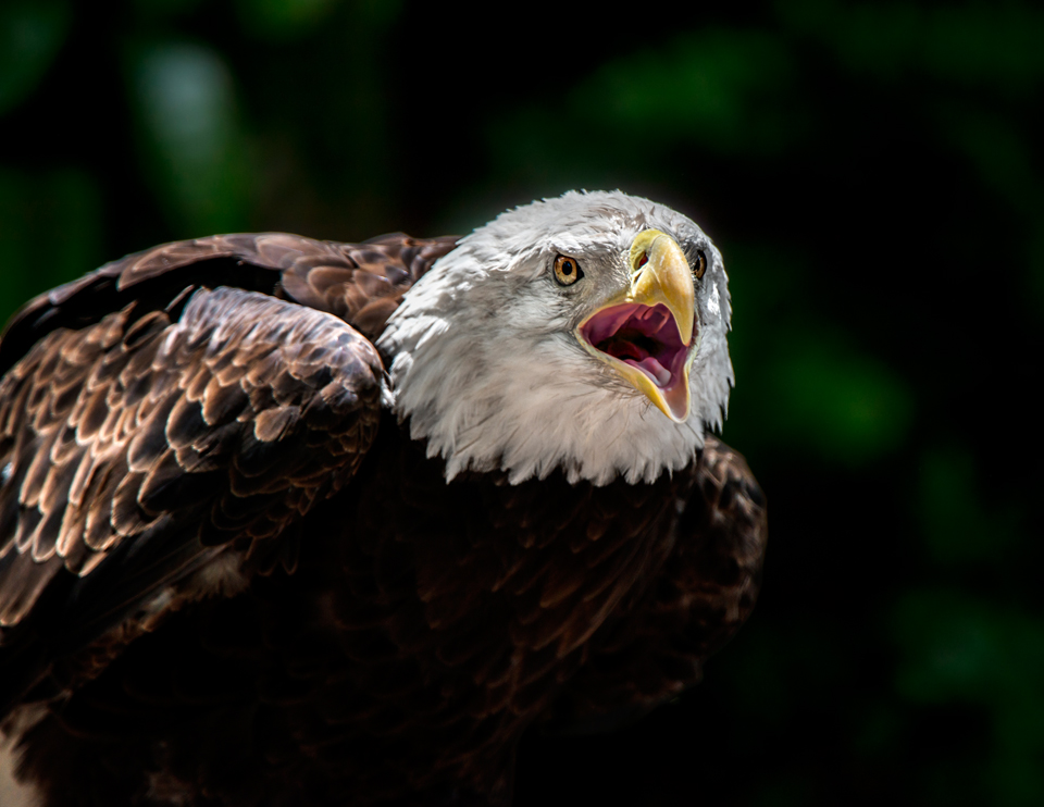 Audubon Center for Birds of Prey - All You Need to Know BEFORE You