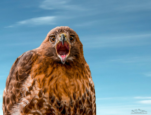 Audubon Bird of Prey Center:  Photography Tips