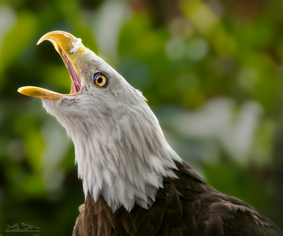 Florida Raptors  Audubon Center for Birds of Prey