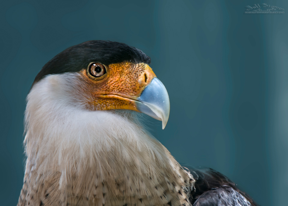 Audubon Center for Birds of Prey - All You Need to Know BEFORE You