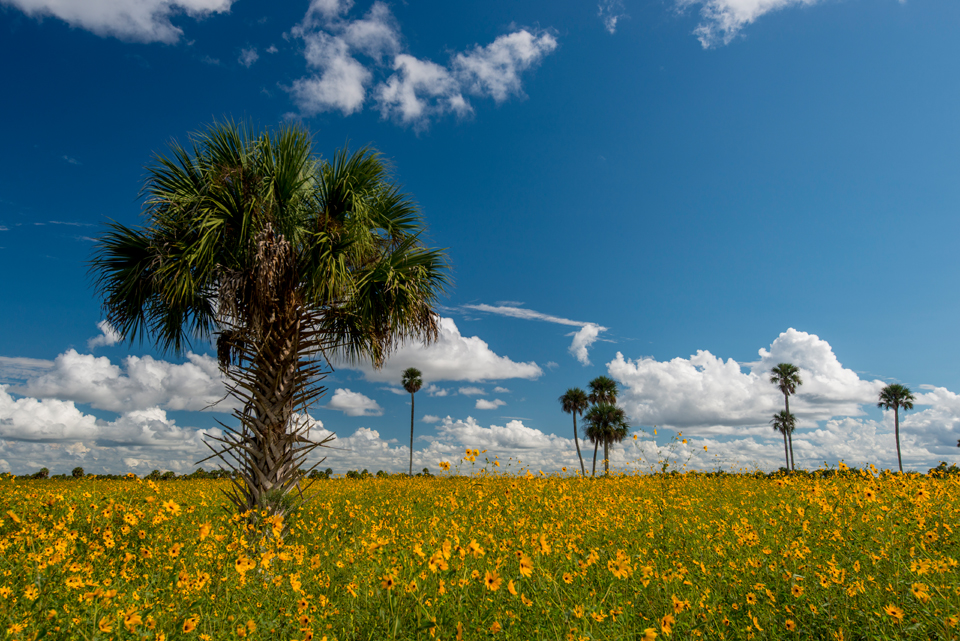 Sunflower Island (Lake Jesup Wildflowers at the Marl Bed Flats): Photo Tips & Guide