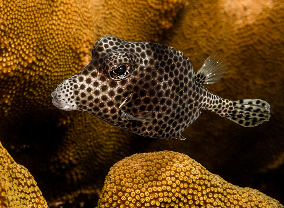 Photography in Bonaire: More than just a Diver's Paradise