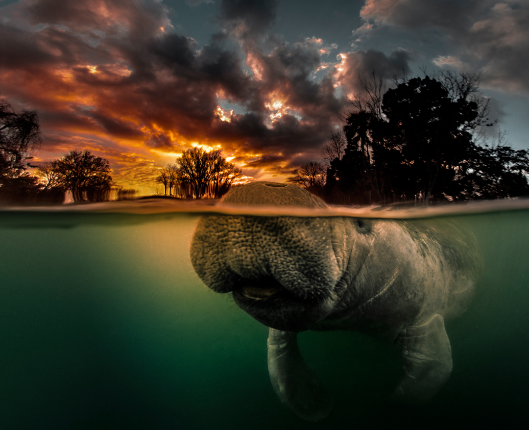 Manatee Photography:  Tips and Suggestions