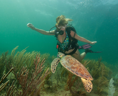 Story and photos from a chance encounter with a Florida Green Sea Turtle near Pompano Beach.