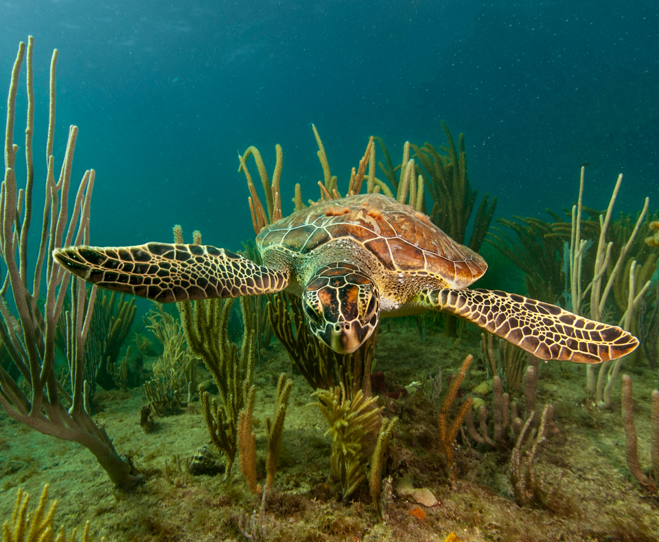 Story and photos from a chance encounter with a Florida Green Sea Turtle near Pompano Beach.