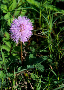lake-jesup-wildflowers-62-2