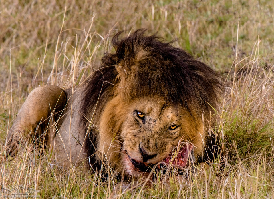 My Kenya Photo Safari with Wild4 Photo Safaris