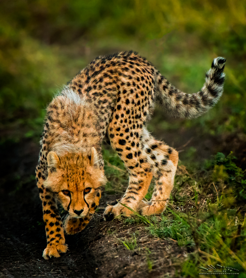 My Kenya Photo Safari: Ten Impressions  (Plus some photos too!)