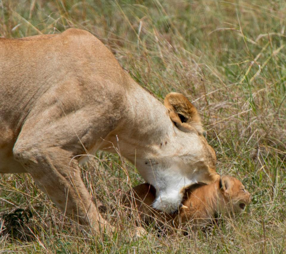 The Good Mother: A Lioness and her Cub Photo story by Jeff Stamer at Firefall Photography