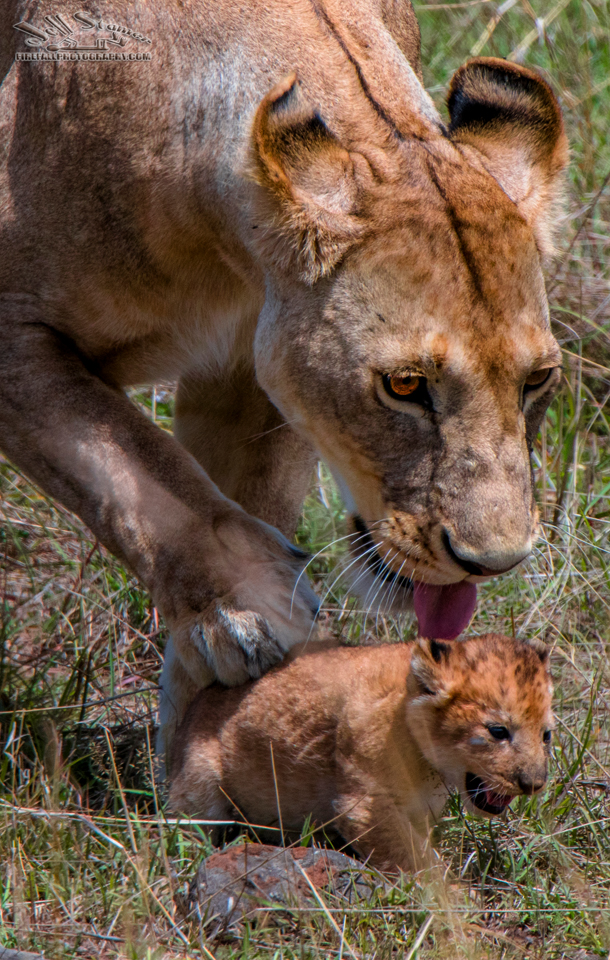 The Good Mother: A Lioness and her Cub Photo story by Jeff Stamer at Firefall Photography