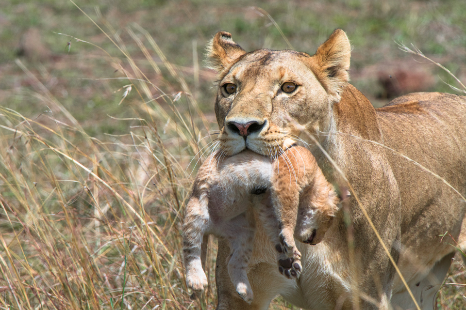 The Good Mother:  A Lioness and her Cub