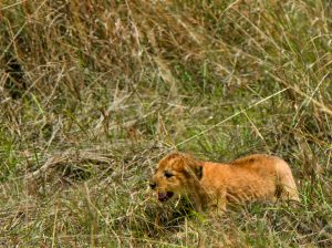 The Good Mother: A Lioness and her Cub Photo story