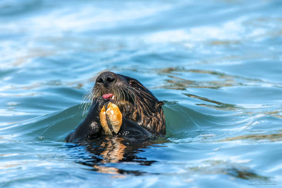 California Sea Otter Moss Landing Elkhorn Slough