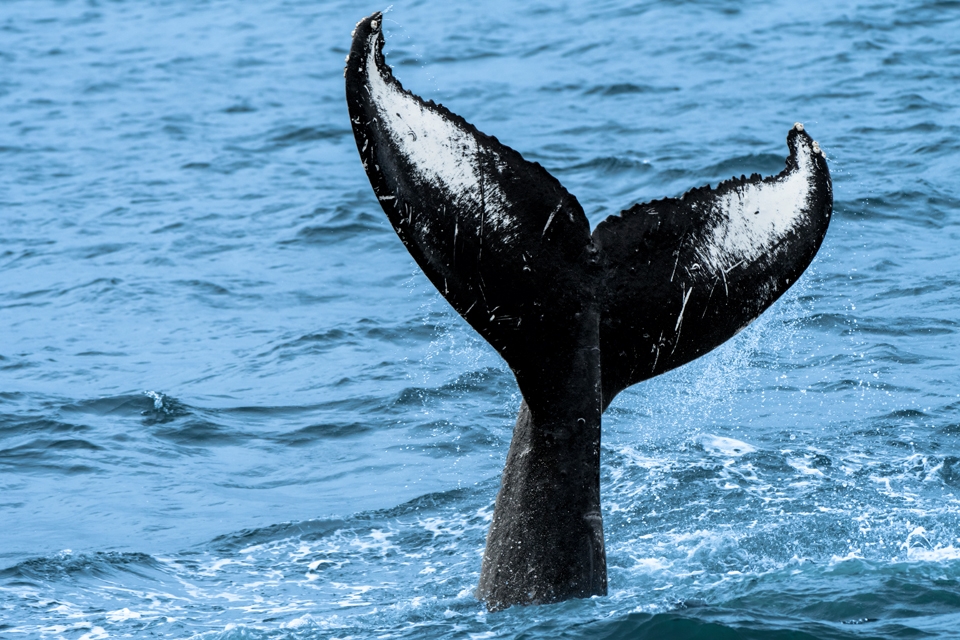 Alaskan Wildlife Photography Humpback Whale Tail. 