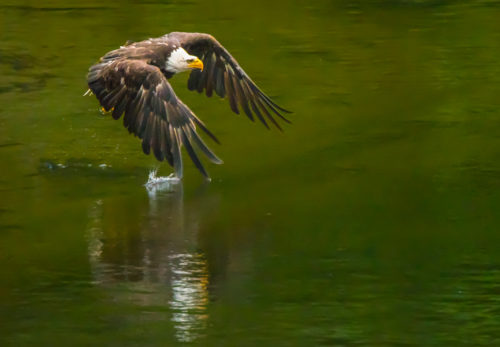 Alaskan Wildlife Photography Bald Eagle