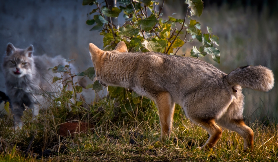 Foxy Lady" Photographing the South American Grey Fox in Patagonia.