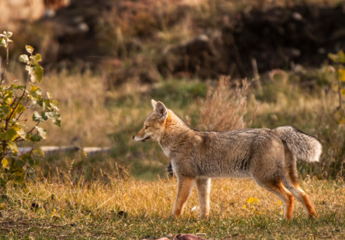 Foxy Lady" Photographing the South American Grey Fox in Patagonia.