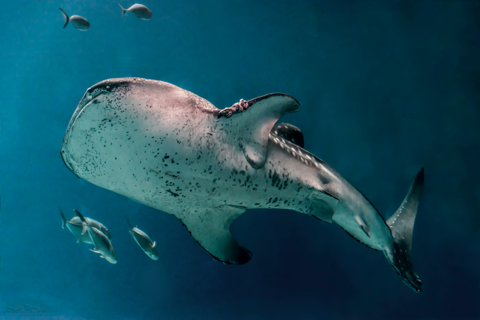 Georgia Aquarium Photo Tips:  Whale Sharks, Manta Rays and Belugas…oh My!