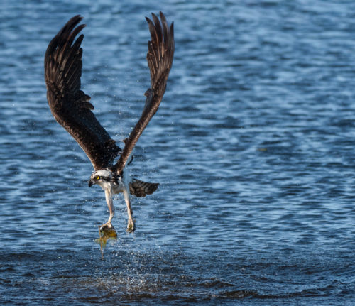 Third Time's a Charm Osprey catching fish at Lake Apopka Wildlife Drive